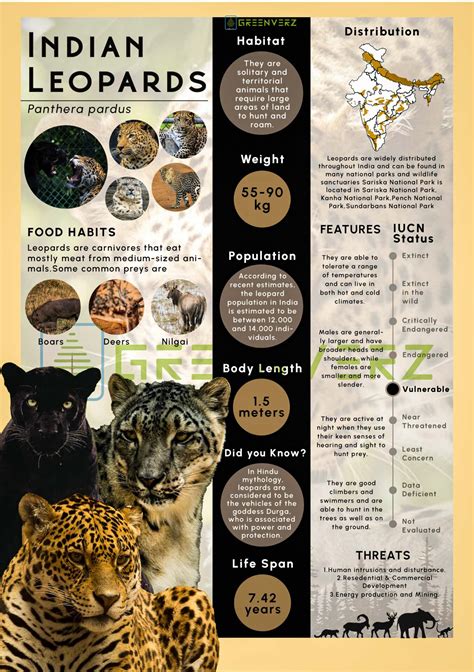 Infographics of Indian Leopards | Greenverz