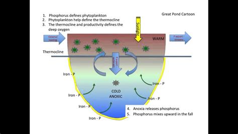 Lake Phosphorus Cycle Youtube