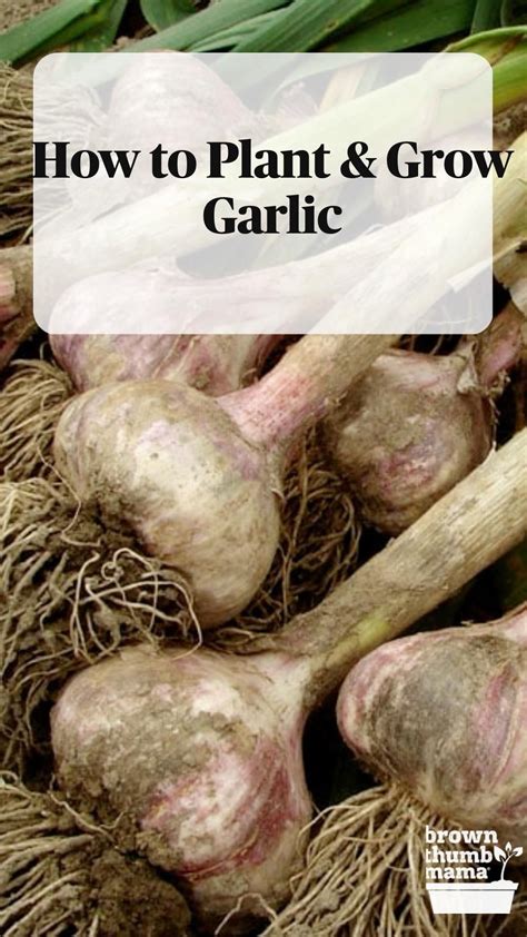 How To Plant Grow Garlic Artofit