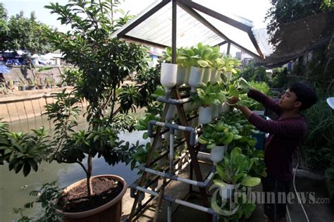 Urban Farming Di Jakarta Foto Tribunnews