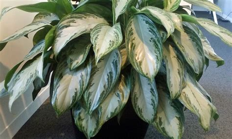 Aglaonema Silver Bay Plant Care | House Plants Flowers