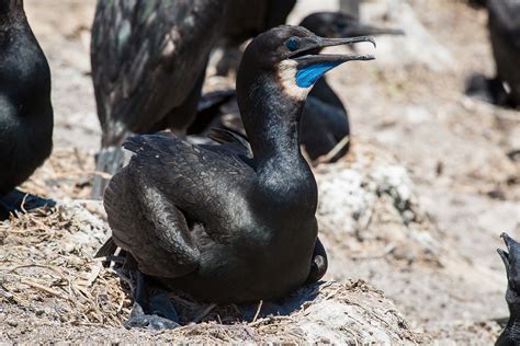 Pacific Seabird Group – Dedicated to the study and conservation of ...