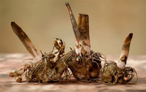 Konjac root is found growing naturally in many parts of Asia where it ...