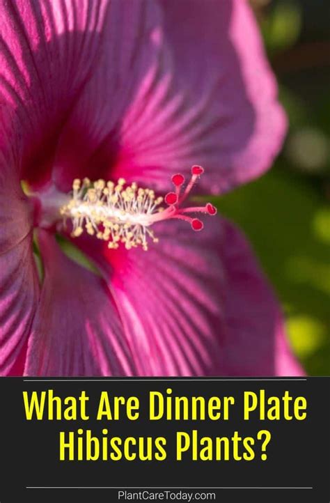 Dinner Plate Hibiscus Stunning Flowers For Your Garden