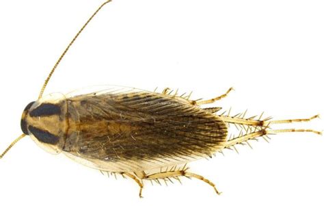39 Types Of Roaches In Texas Pictures And Identification