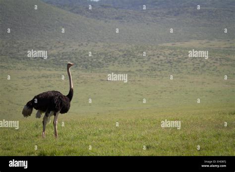 Male Common Ostrich Struthio Camelus In The Ngorogoro Crater Stock