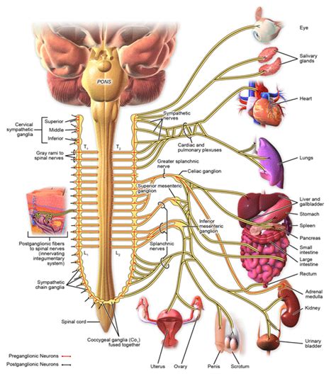 Stellate Ganglion Blocks Portland Pain Solutions