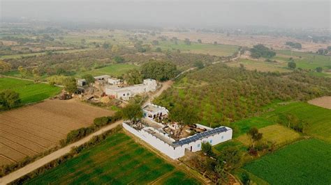 Beautiful Farmhouse In Punjab Cow And Buffalo Farm House Farming In