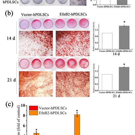 Overexpression Of Ephrinb Stimulated Osteogenic Differentiation Of