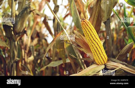 Cob maize Stock Videos & Footage - HD and 4K Video Clips - Alamy