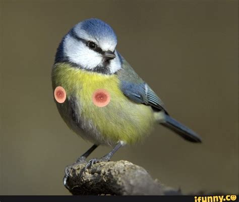 Birdnipples Memes Best Collection Of Funny Birdnipples Pictures On Ifunny