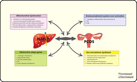 Frontiers Non Alcoholic Fatty Liver Disease Across Endocrinopathies Interaction With Sex Hormones