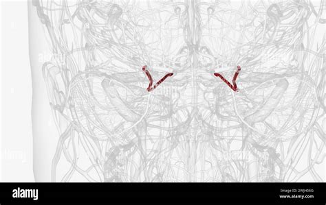 The Ophthalmic Artery Is The First Branch Of The Internal Carotid