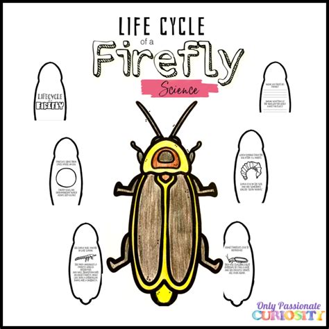 Life Cycle of a Firefly - Only Passionate Curiosity