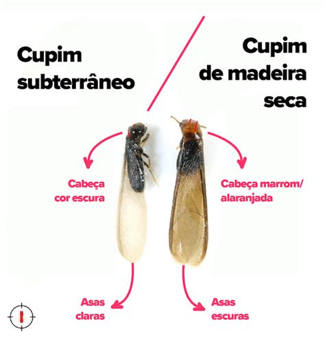 Quais os tipos de cupim Broca de madeira é cupim Descubra