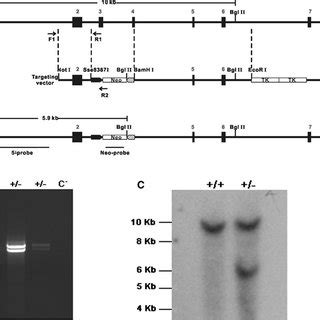 Targeted Disruption Of The Car6 Gene In ES Cells A A Schematic