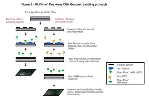 BioPrime Array CGH Genomic Labeling System Thermo Fisher Scientific