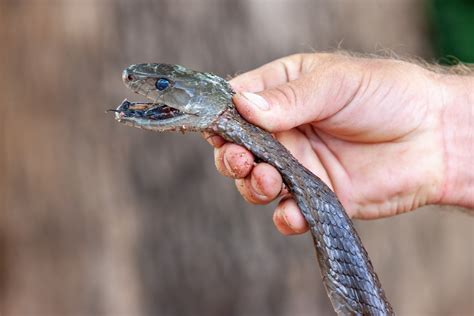 Furious Black Mamba Found With Broken Spine In Garage Newsweek