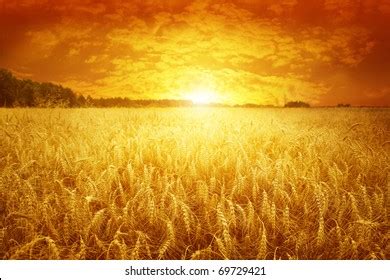 Sunset Over The Wheat Field Free Stock Photo | picjumbo