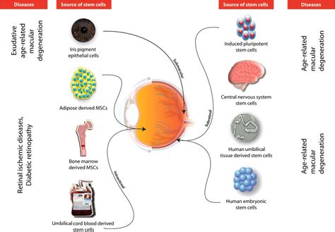 Ocular Stem Cells A Status Update Stem Cell Research Therapy