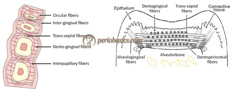 Gingival Crest