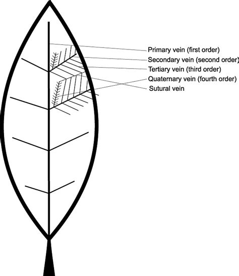 Schematic representation of a leaf with pinnate venation with orders of ...