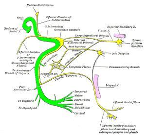 Introduction to the Facial Nerve - Physiopedia