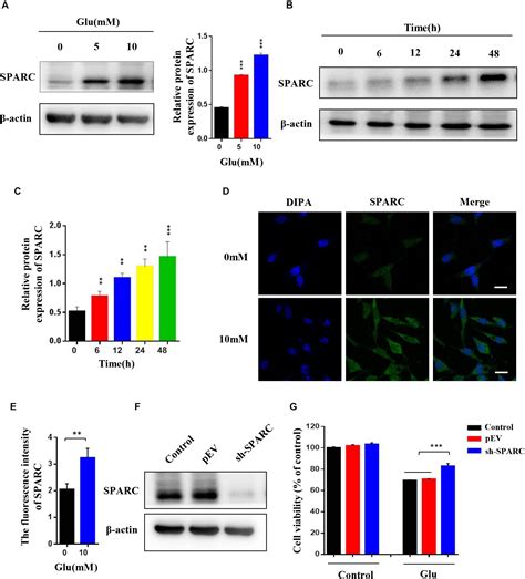 Frontiers Sparc Knockdown Reduces Glutamate Induced Ht22 Hippocampal