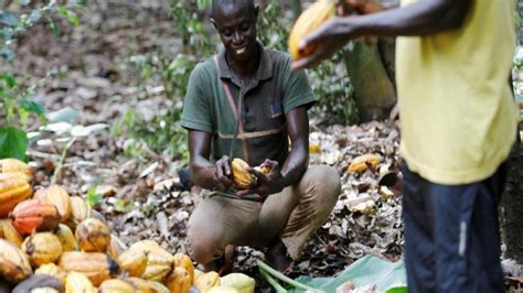 Cacao Ivoirien Le Nouveau Prix Fix Fcfa Kg En C Te D Ivoire