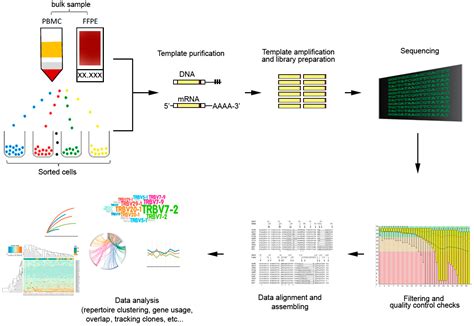 T Cell Receptor Repertoire Analysis Rrvirt