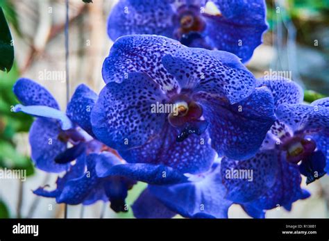 Orchid Kew Gardens England 2014 Stock Photo Alamy