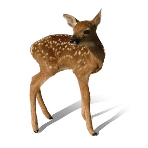 Free Deer Transparent Background Download Free Deer Transparent