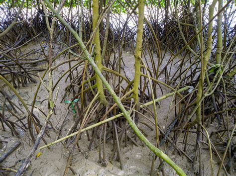 Tree roots underwater Free Stock Photos, Images, and Pictures of Tree ...