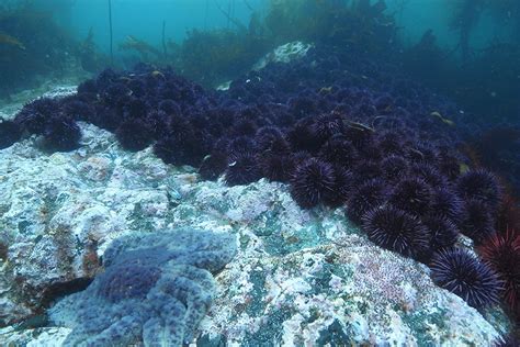 Endangered Sunflower Sea Stars Key To Restoring Submarine Forests