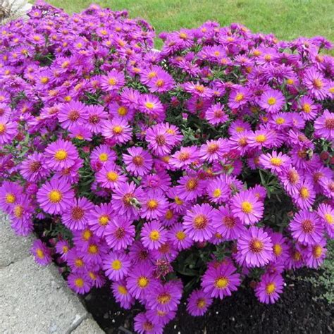 Астра Аннеке С3 купить за 590 р. в садовом центре АСТ Медовое