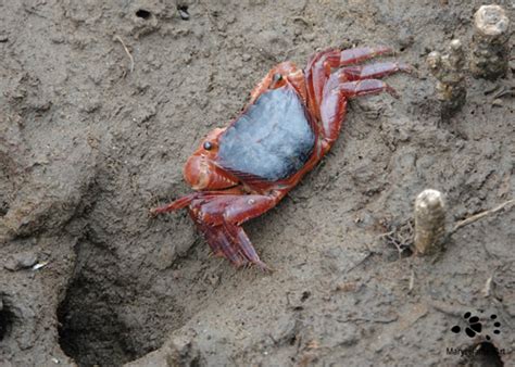 Burrowing Crabs Of Great Importance In The Mangroves