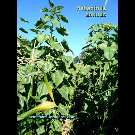 Helianthus Annuus Mongolian Giant Tournesol G Ant Graines