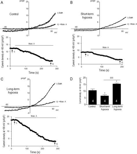 Trpm Like Activity Was Reduced With Short Term Hypoxia And Enhanced