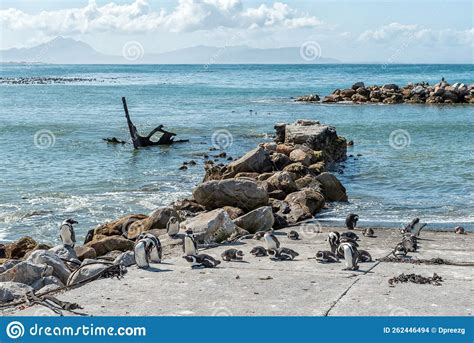 African Penguins at Stony Point Nature Reserve in Bettys Bay Stock ...