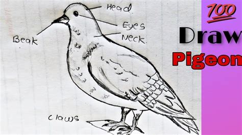 How to draw Pigeon labelled diagram | phylum chordata,Class Aves ...