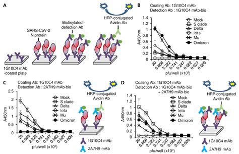Production of a Monoclonal Antibody to the Nucleocapsid Protein of SARS