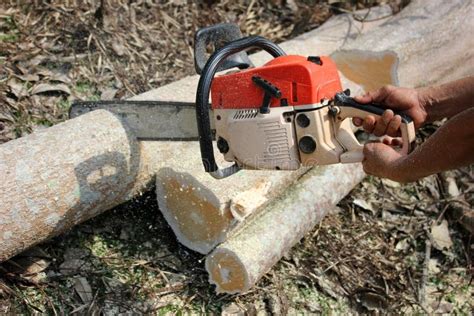 Man Using Chainsaw On Ivy Covered Tree Stock Image Image Of Incsion