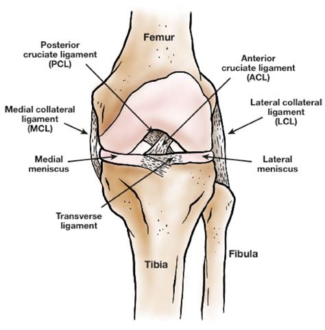 EL FISIO UNIVERSITARIO ANATOMÍA DE LOS MENISCOS