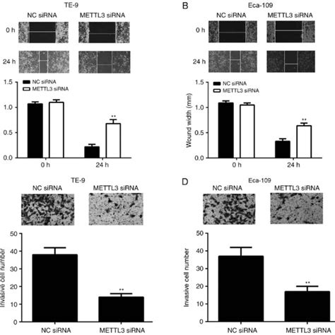 Mettl Gene Knockdown With Sirna Decreases Escc Cell Viability And