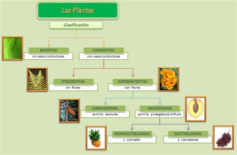 Esquemas Diagramas Gráficos Y Mapas Conceptuales Esquema De Las Plantas