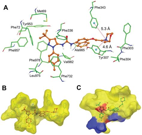 A Binding Mode Of Birb796 Within The Drug Binding Site 1 Of Human Download High Resolution