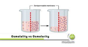 Difference Between Osmolarity And Osmolality - biomadam