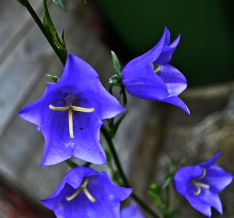 Free Images Nature Flower Purple Petal Bell Botany Blue Flora