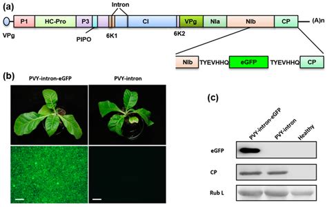 Construction Of An EGFP Tagged PVY Intron Containing Infectious CDNA