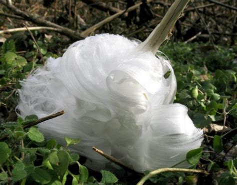 Frost Flowers | Garden Design